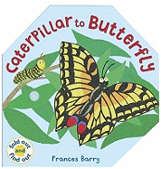 Caterpillar To Butterfly