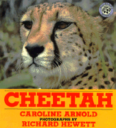 Cheetah - Arnold, Caroline, and ALC (Editor), and Hewett, Richard (Photographer)