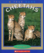 Cheetahs