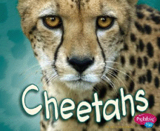 Cheetahs - Nuzzolo, Deborah