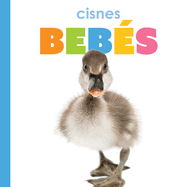 Cisnes Bebs