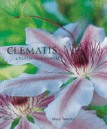 Clematis