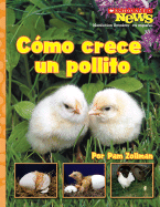 Como Crece un Pollito