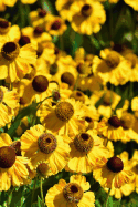 Coneflower Notebook: Bright and Colorful, These Perennials Are Daisy-Like with Raised Centers, the Seeds Found in the Dried Flower Heads Attract Birds as Well as Butterflies.