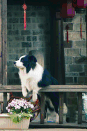 Contemplating Border Collie Notebook
