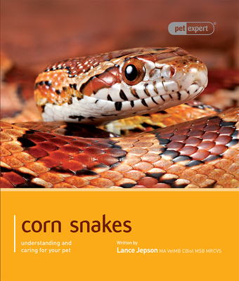 Corn Snake - Jepson, Lance