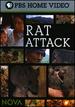 Rat Attack!