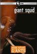 Inside Nature's Giants: Giant Squid