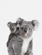 Cute Animal Composition Book Koala: 8.5 X 11'', 200 Wide Ruled Pages, Notebook for School Softcover Canvas Design: Large Notebook Journal for Teacher, Students, and College