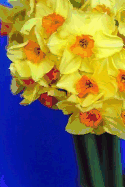 Daffodils: Notebook, 6 x 9, 150 Lined Pages, Softcover