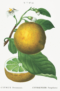 Designer Notizheft: liniert mit Motiv "Grapefruit" von Pierre-Joseph Redout, Notebook, Schreibheft etwa A5 (15,3 x 22,9 cm) mit botanischer Illustration, stilvolle Geschenkidee fr Gartenliebhaber