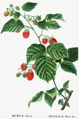 Designer Notizheft: liniert mit Motiv "Himbeere (Rubus idaeus)" von Pierre-Joseph Redout, Notebook, Schreibheft etwa A5 (15,3 x 22,9 cm) mit botanischer Illustration, stilvolle Geschenkidee fr Gartenliebhaber - Notizbucher, Kunst Und Grafik