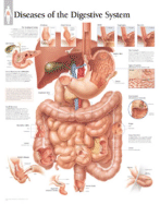 Diseases of the Digestive System