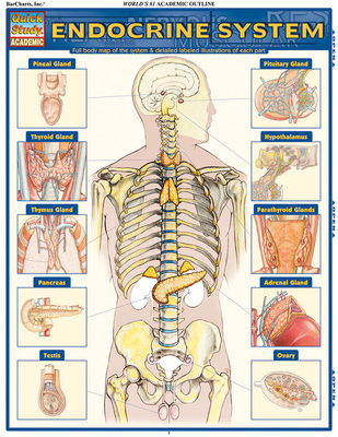 Endocrine System: Quickstudy Laminated Anatomy Reference Guide - Perez, Vincent