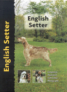 English Setter