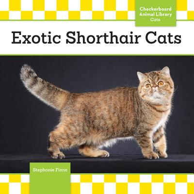 Exotic Shorthair Cats - Finne, Stephanie