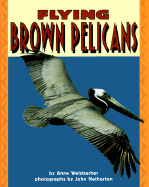 Flying Brown Pelicans