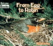 From Egg to Robin