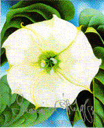 Georgia O'Keeffe: 100 Flowers - Callaway, Nicholas, and O'Keeffe, Georgia, and O'Horeton, James