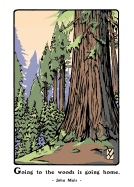 Giant Sequoia (Boxed): Boxed Set of 6 Cards