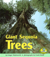 Giant Sequoia Trees - Wadsworth, Ginger
