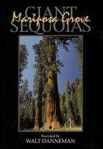 Giant Sequoias: Mariposa Grove