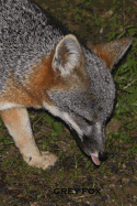 Grey Fox: Blank Journal