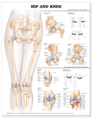 Hip and Knee Anatomical Chart - Anatomical Chart Company (Prepared for publication by)