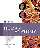 Human Anatomy