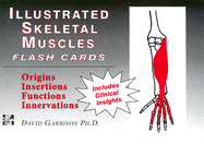 Illustrated Skeletal Muscle Flash Cards