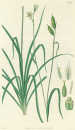 Anthericum? Plumosum. Bearded-Flowered Anthericum. Engraving # 3084 From Curtis's Botanical Magazine