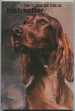 How to Raise and Train an Irish Setter