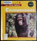 Chimpanzees (in the Wild)