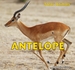 Antelope