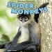 Spider Monkeys