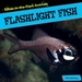 Flashlight Fish