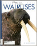 Walruses (Amazing Animals)