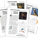 Eastern Wood Pewee: Birds of North America Species Account