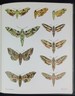 The Moths and Butterflies of Great Britain and Ireland. Volume 9. Sphingidae-Noctuidae Noctuinae and Hadeninae