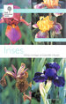 Rhs Wisley Handbooks: Irises (Royal Horticultural Society Wisley Handbooks)