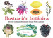 Ilustracion Botanica