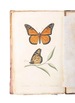 American Entomology, Or Descriptions of the Insects of North America: Illustrated By Coloured Figures From Original Drawings Executed From Nature. First Editions Vols. 1 & 3.