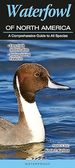 Waterfowl of North America