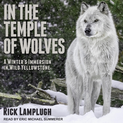 In the Temple of Wolves: A Winter's Immersion in Wild Yellowstone - Summerer, Eric Michael (Read by), and Lamplugh, Rick