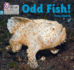 Odd Fish! : Phase 3 Set 1 (Big Cat Phonics for Little Wandle Letters and Sounds Revised)