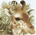 Giraffes (Pictureback(R))