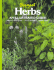 Herbs: an Illustrated Guide