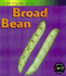 Broad Bean (Life Cycles)