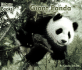 Giant Panda (Welcome Books)