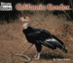 California Condor